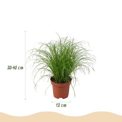 Kamerplant - Chlorophytum - Cyperus - Phlebodium - Marantha - Mix van 4 - Huisdiervriendelijke Planten - Groen - 4 Planten - Pot 12cm - Hoogte 25cm