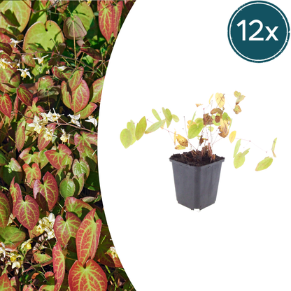 12x Epimedium y. 'Niveum' - ↕10-25cm - Ø9cm