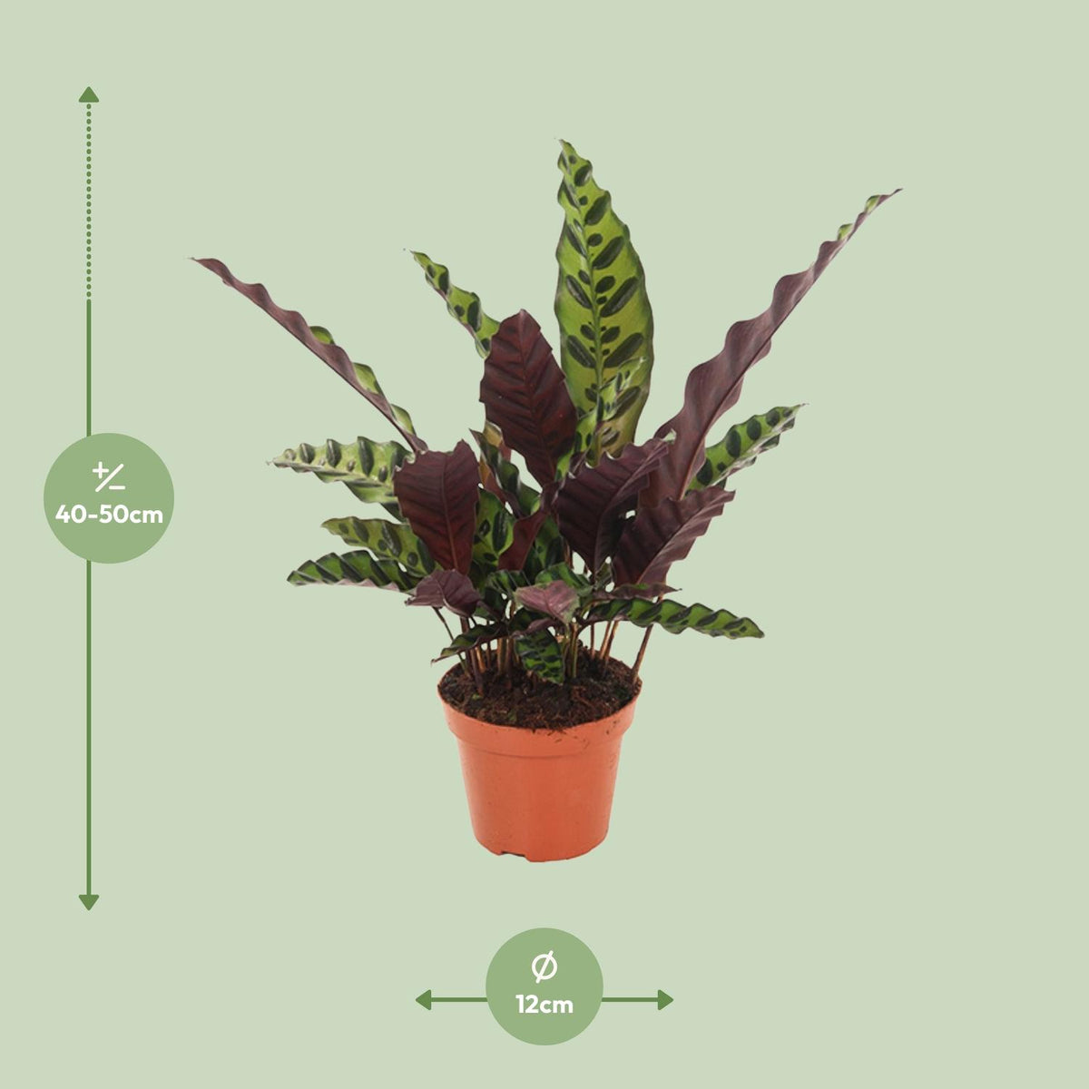 Calathea Insignis - Ø12cm - ↕30cm