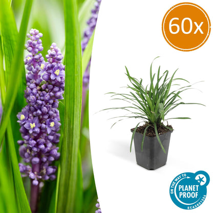 60x Liriope muscari 'Big Blue' - ↕10-25cm - Ø9cm