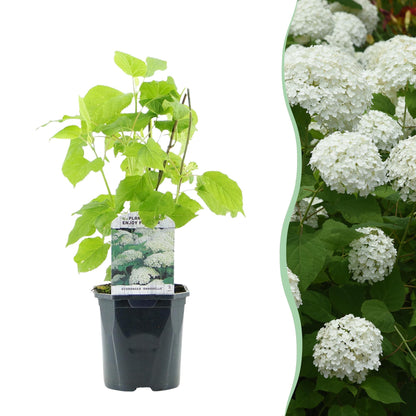 Pluim Hortensia - Hydrangea arborescens Annabelle - Bloem Wit - 1 Plant - Bladverliezend - Grote Bloemen - Pot 17cm Hoogte 50cm