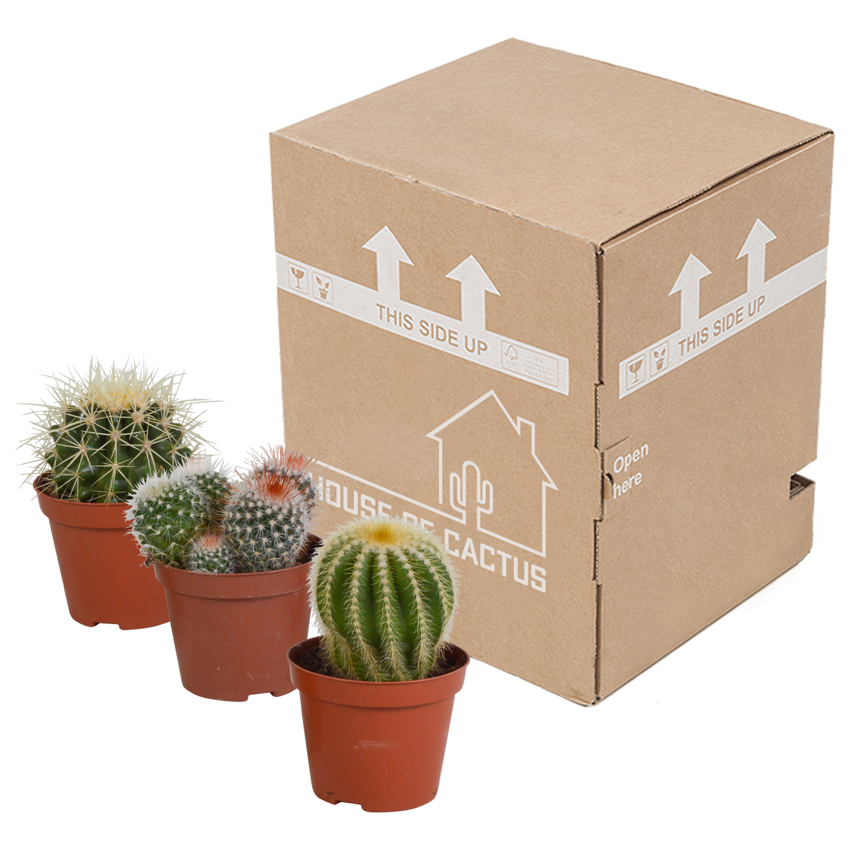 Bolcactus mix 8,5 cm | 3 stuks - zonder pot