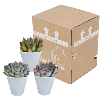 Echeveria mix 8.5 cm - 3x - in witte pot