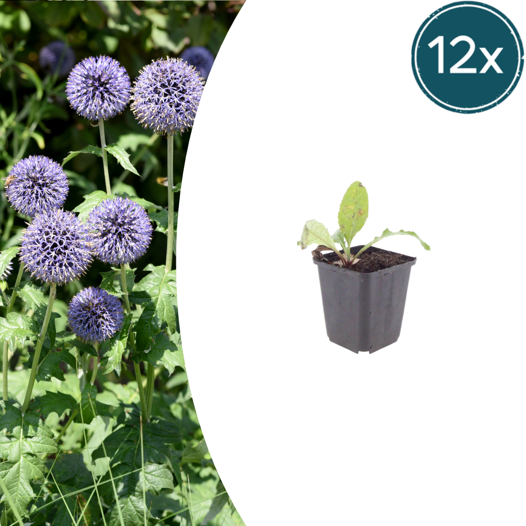 12x Echinops ritro - ↕10-25cm - Ø9cm