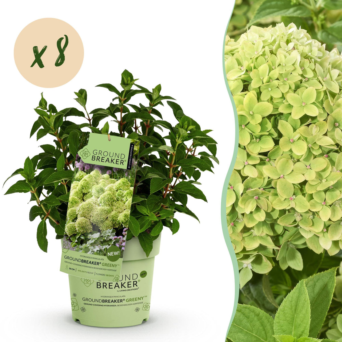Tuinplant - Hydrangea panniculata Groundbreaker Greeny - Pluimhortensia - Winterhard - Creme - 8 Planten - Pot 14cm -Hoogte 20-25cm