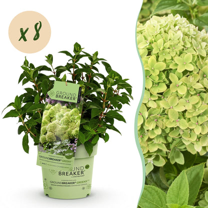 Tuinplant - Hydrangea panniculata Groundbreaker Greeny - Pluimhortensia - Winterhard - Creme - 8 Planten - Pot 14cm -Hoogte 20-25cm
