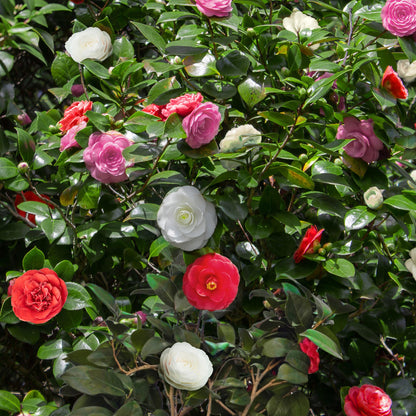 Heesters - Camelia japonica Tricolour - Bloem Roze, Wit en Rood - 3 Planten - 1 m2 - Groenblijvend - Pot 15cm Hoogte 30cm