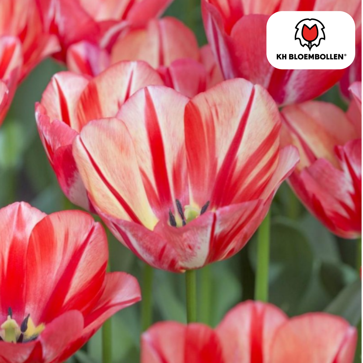 Tulpenbollen Spring Break – 20 Stuks | KH Bloembollen® | Rood-Oranje Tulp – Vurig, Energiek & Opvallend – Voor Tuin of Pot – Maat 11/12 – Vers van de Teler