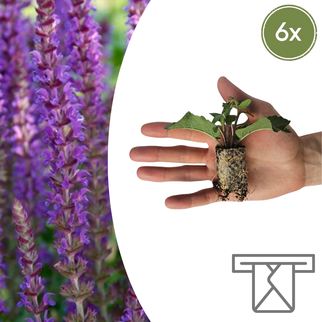 Salvia – 6 Pluggen | Kweek & Geniet van Prachtige Salvia