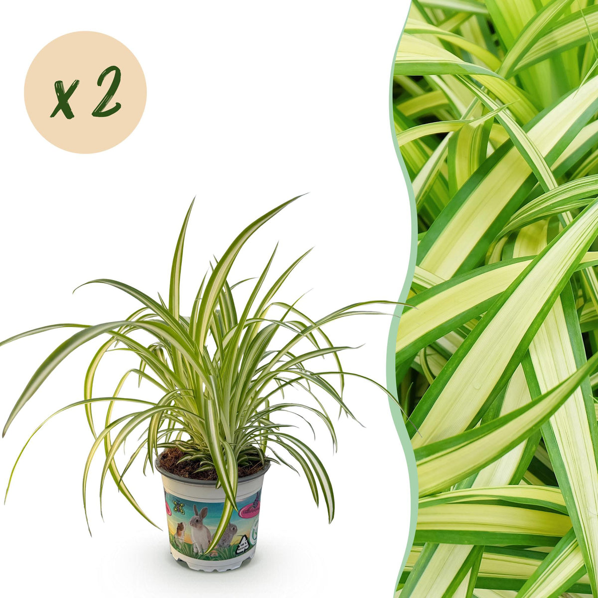 Kamerplant - Chlorophytum comosum Variegatum - Kattengras - Huisdiervriendelijk - Bont - 2 Planten - Pot 12cm - Hoogte 25-30cm
