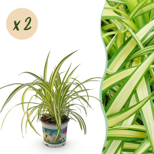 Kamerplant - Chlorophytum comosum Variegatum - Kattengras - Huisdiervriendelijk - Bont - 2 Planten - Pot 12cm - Hoogte 25-30cm