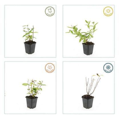 6x Hypericum inodorum 'Annebel' - ↕10-25cm - Ø9cm