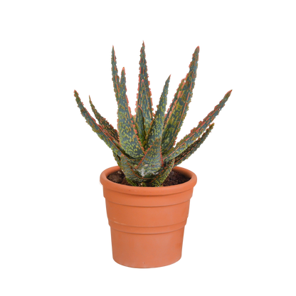 Aloë zebrina Dannyz 10,5cm - in terracotta pot