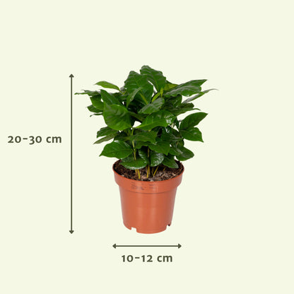 Verrassingsbox - Ø12cm - ↕25cm - x8