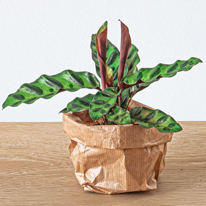 Planten terrarium navulling & Startpakket - 5 planten