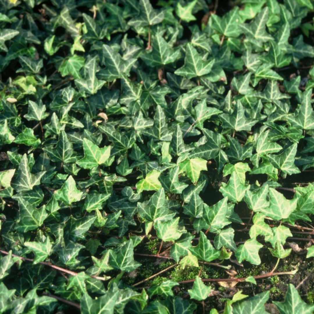 Hedera 'Green Ripple' – 6 Pluggen | Kweek & Geniet van de Mooie Klimplant
