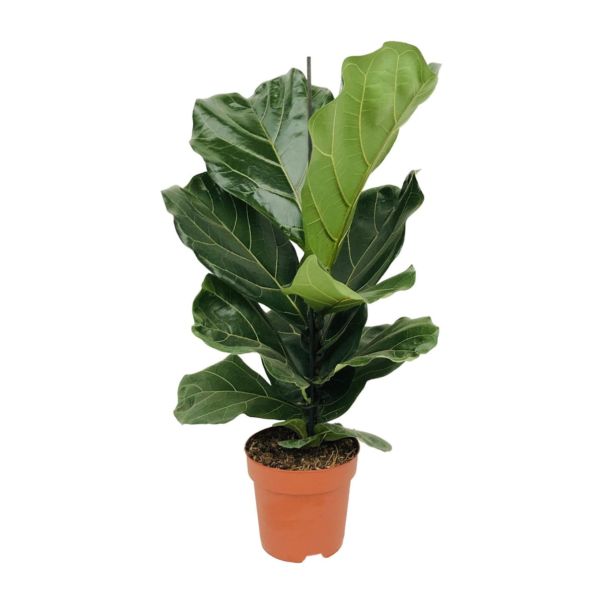 Ficus Lyrata - Ø17cm - ↕75cm