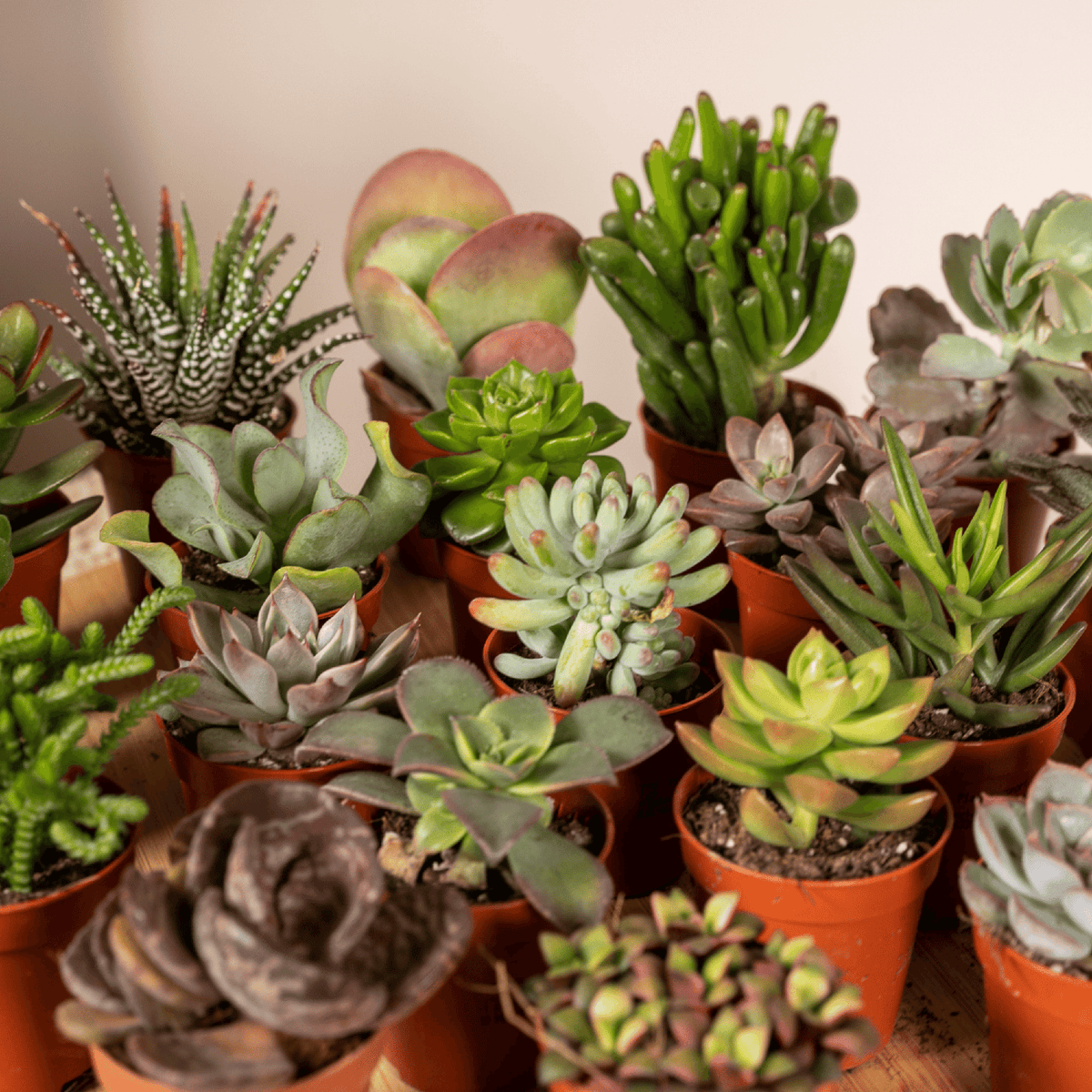 Succulenten Mix - 20 stuks - Ø5,5cm - ↕7 cm