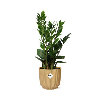 Zamioculcas – Hoogte 45-50 in ELHO Vibes Fold 14cm geel