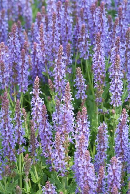 60x Salvia nem. 'Caradonna' - ↕10-25cm - Ø9cm