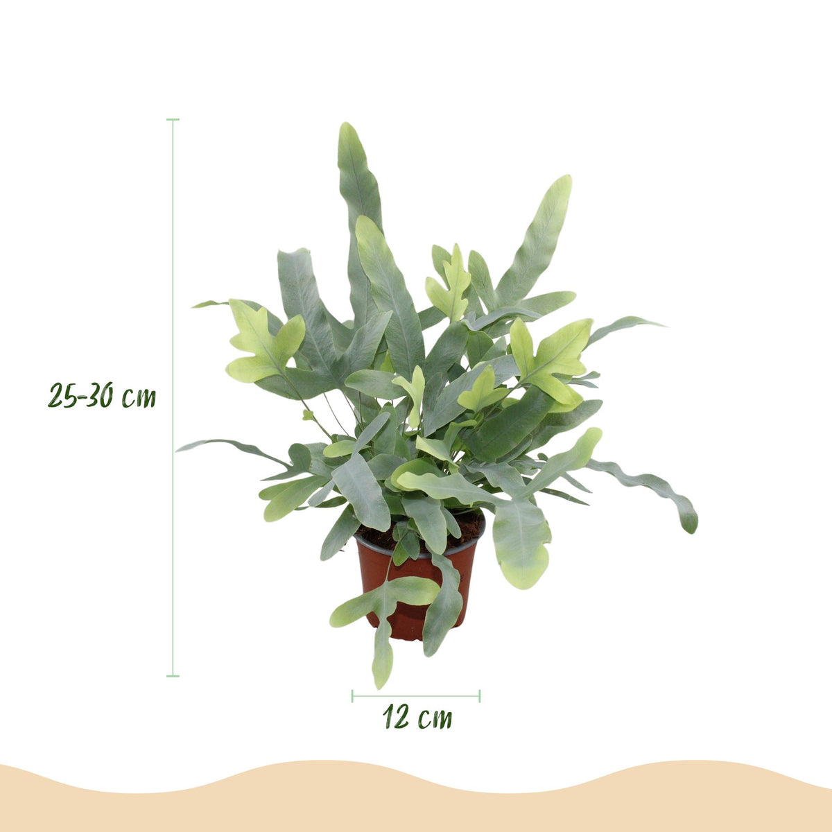 Kamerplant - Phlebodium aureum Blue Star - Blauwe Varen - Huisdiervriendelijk - Blauw - 2 Planten - Pot 12cm - Hoogte 25-30cm