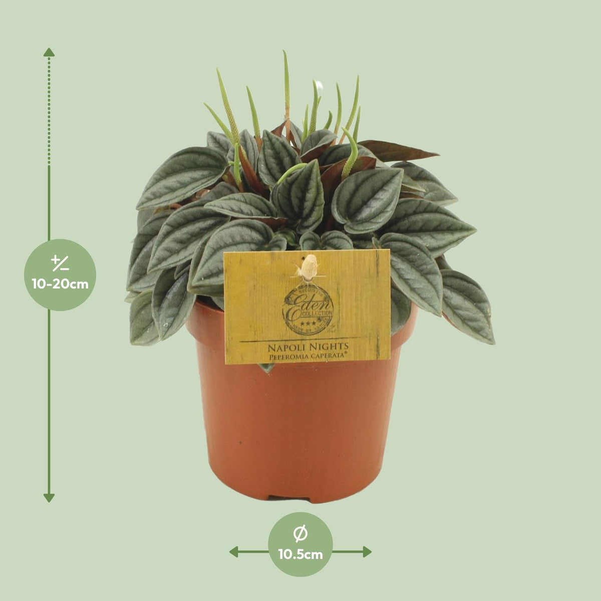 Peperomia Napoli Nights - Ø10,5cm - ↕15cm