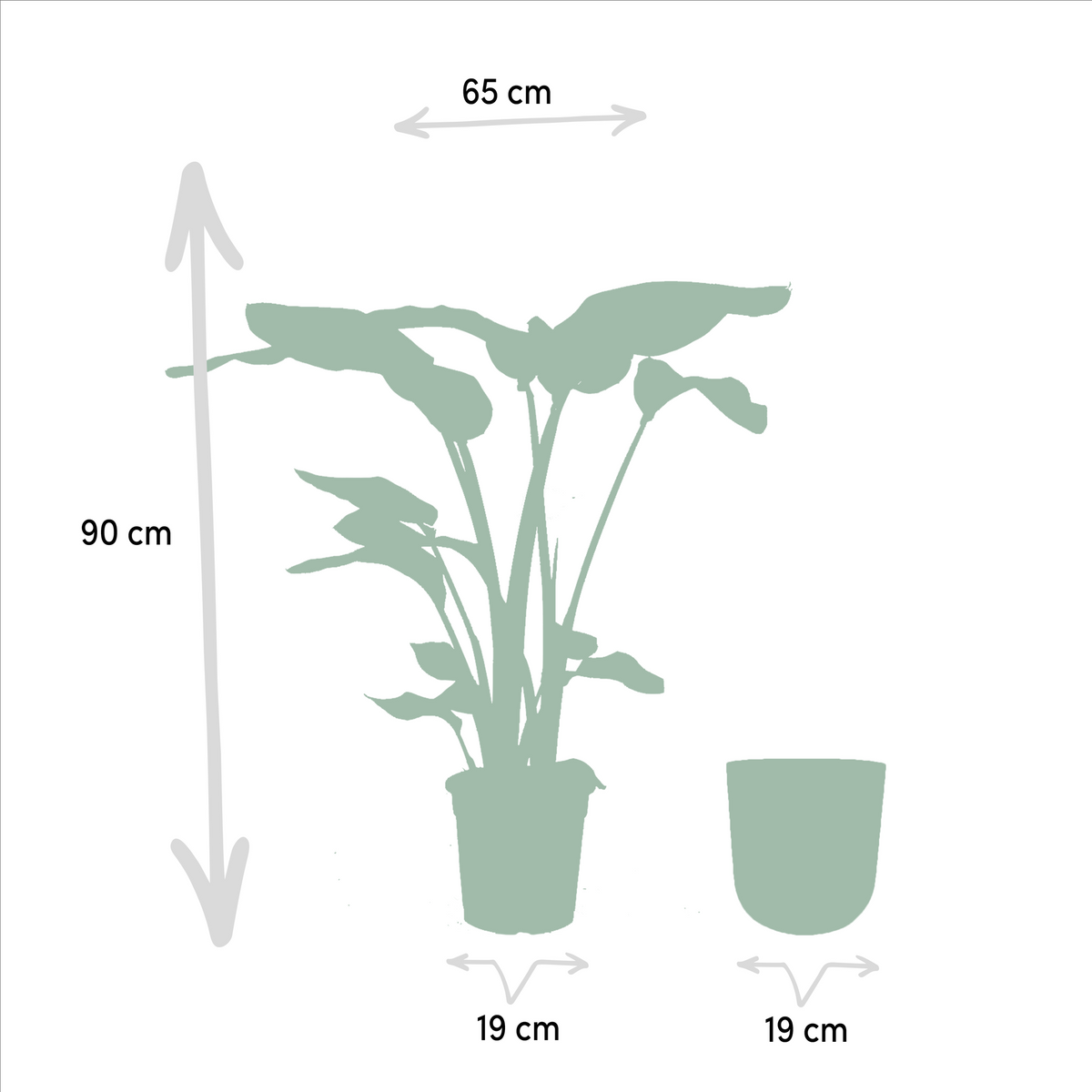 Strelitzia Nicolai - Ø19cm - ↕90cm + Pot Mayk Gold