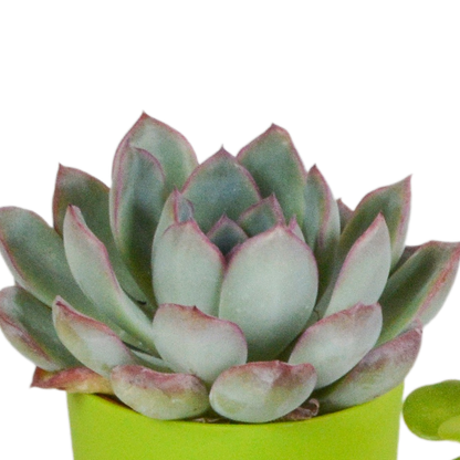 Vetplanten mix 5.5 cm - 5x - in gekleurde plasticpot