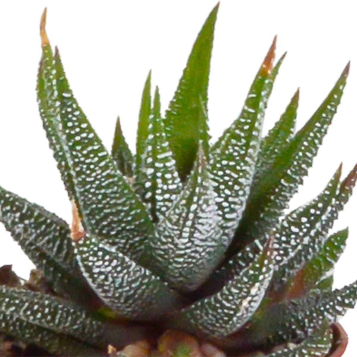 Gasteria/Haworthia mix 5,5cm - in witte pot - 5x