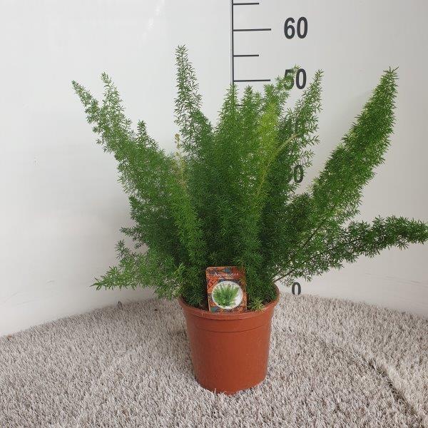 Asparagus D. Meyers - Ø17cm - ↕50cm