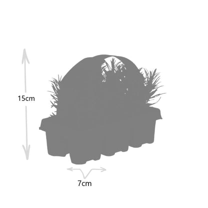 12 x 6 pack Lavendel angustifolia - Ø7 cm - ↕15 cm