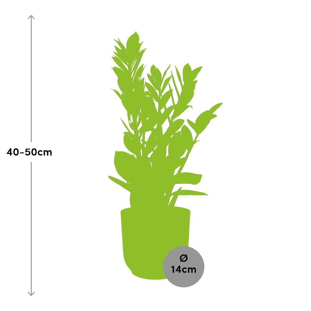 Zamioculcas – Hoogte 45-50 in ELHO Vibes Fold 14cm geel