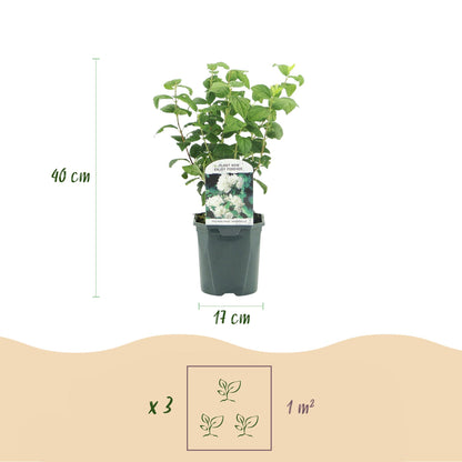 Boerenjasmijn -   Philadelphus Snowbelle - Bloem Wit - 1 Plant - Bladverliezend - Weinig Onderhoud - Pot 17cm Hoogte 45cm