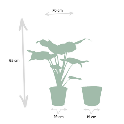 Alocasia Cucullata - Ø19cm - ↕65cm + Mand Selin