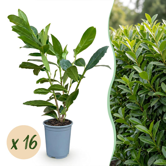 16x Prunus laur. Caucasica - Laurierkers - Haagplanten - Groenblijvend - Groen - Pot 9cm - Hoogte 25-35cm