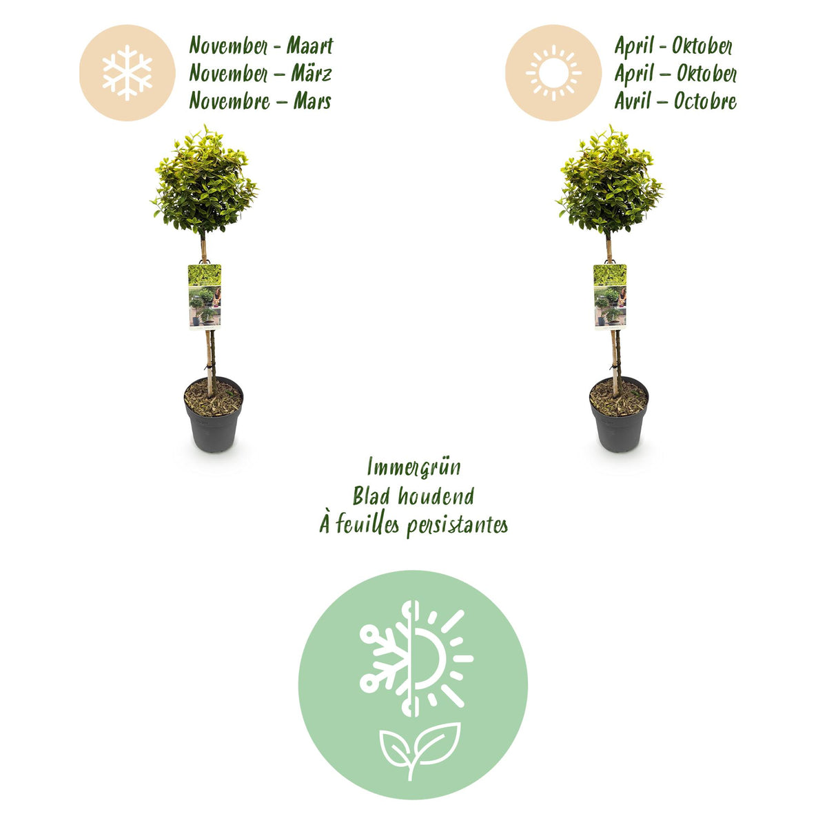 Plant op Stam - Euonymus fortunei Emerald n Gold - Terras Plant - Bladhoudend - Winterhard - Groen-Geel Blad - Pot 19cm Hoogte 90cm