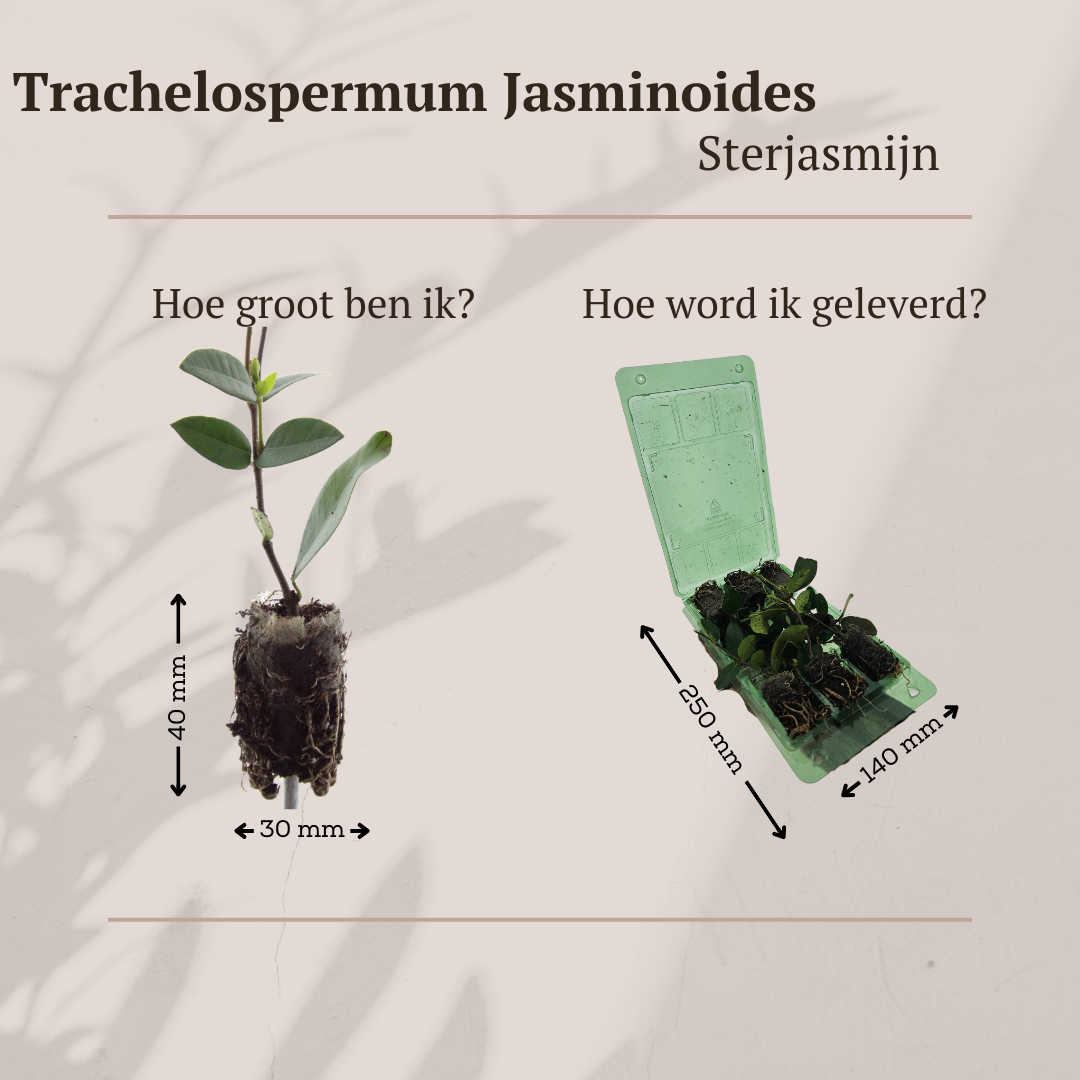 Trachelospermum jasminoides – 6 Pluggen | Kweek & Geniet van de Geurige Sterjasmijn