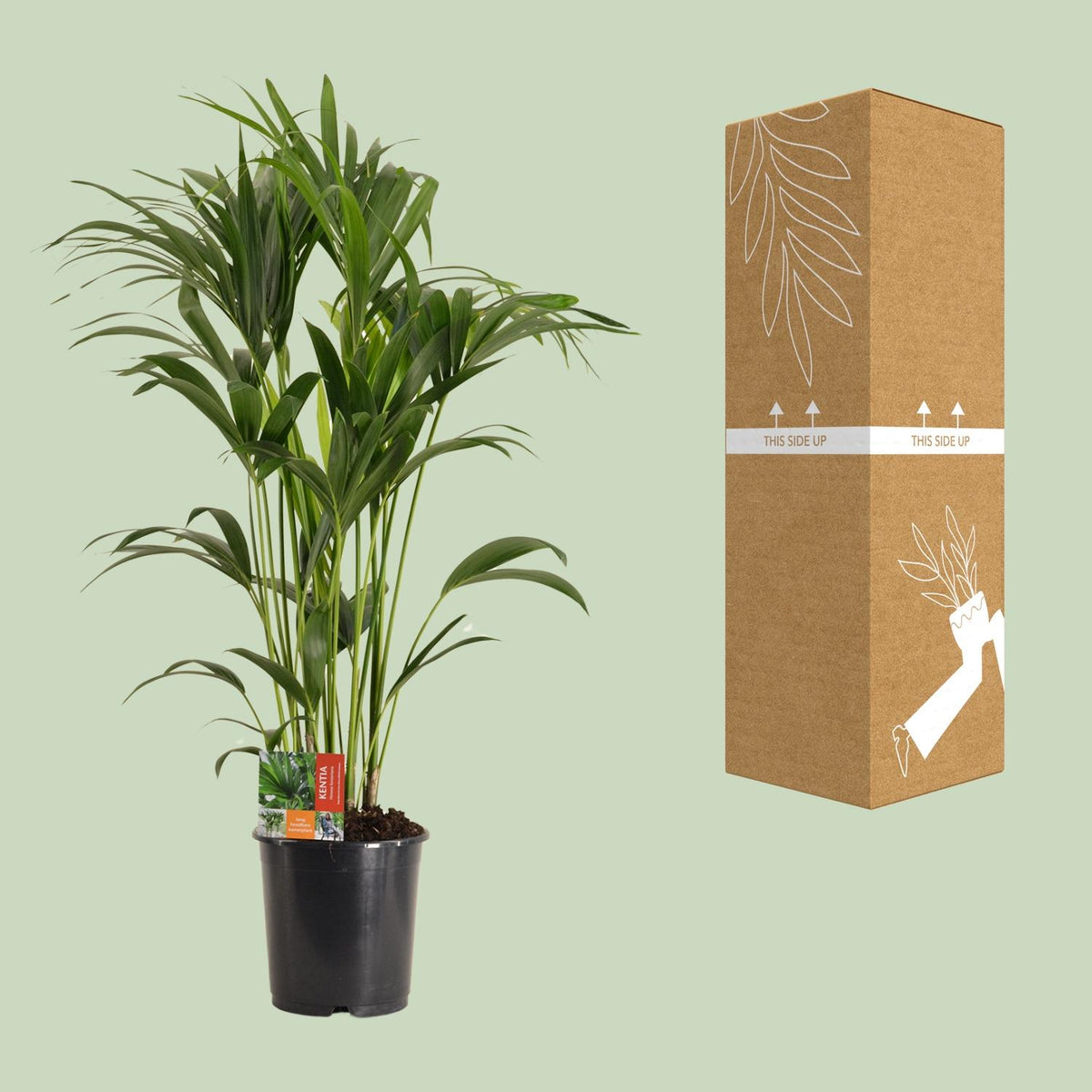 Howea Forsteriana - Ø24cm - ↕120cm