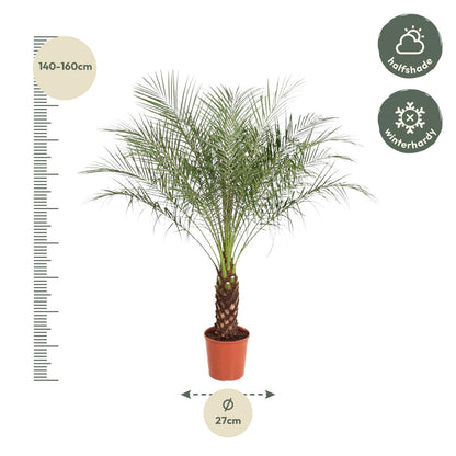 Phoenix Roebelenii - 150 cm - ø32