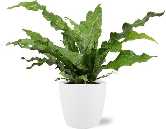 Microsorum Diversifolium - Ø17cm - ↕45cm + Pot Brussels D18x17cm - Wit
