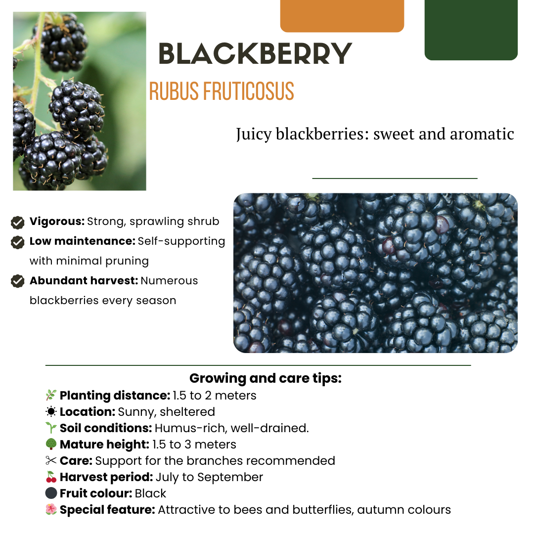 "Vruchten feestje" BIO Fruitplanten mix set van 3 verschillende soorten
