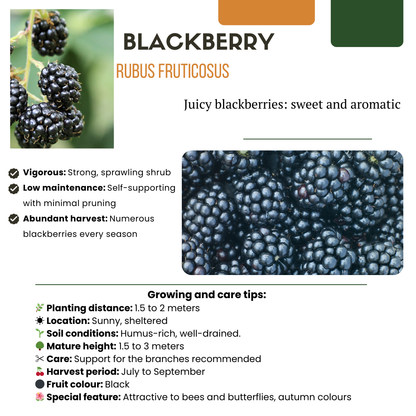 "Vruchten feestje" BIO Fruitplanten mix set van 3 verschillende soorten