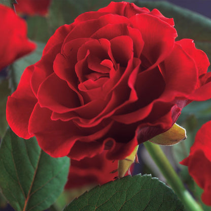 Klimroos - Rosa Paul Scarlet Climber - Bloem Rood - Weinig onderhoud - 2 planten - Pot 11cm Hoogte 40cm