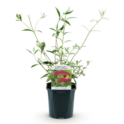 Tuinplant - Buddleja davidii Royal Red - Vlinderstruik - Winterhard - Rood - 1 Plant - Pot 17cm - Hoogte 45cm
