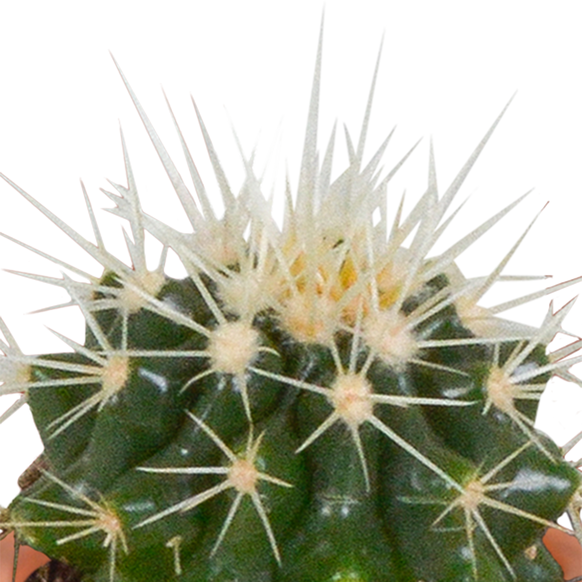 Cactus en vetplanten mix 5.5 cm | 15 stuks - zonder pot