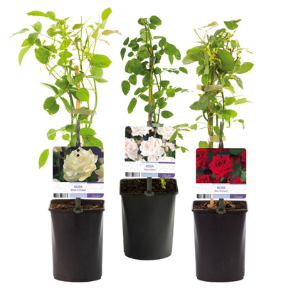 Klimroos - Rosa Tricolour  - Bloemen Roze Wit Rood - Weinig onderhoud - 3 planten - Pot 11cm Hoogte 40cm