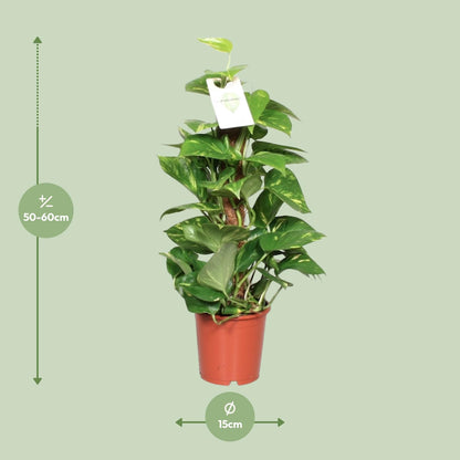 Epipremnum Aureum  - Ø15cm - ↕60cm