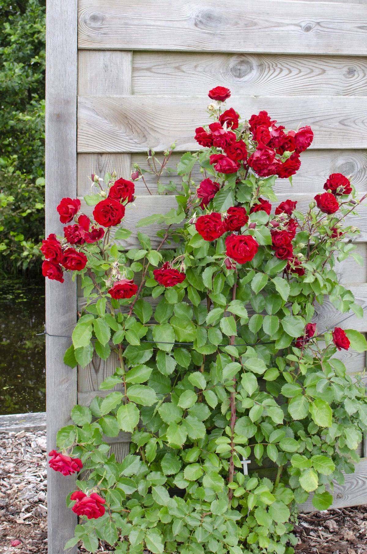 3x - Rosa Crazy in love 'Red' - ↨65cm - Ø15