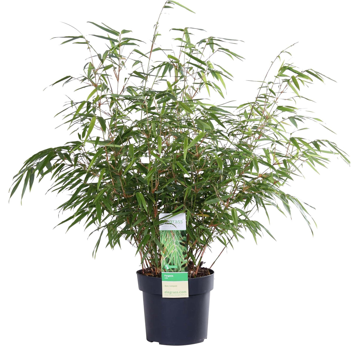 Fargesia rufa - Niet woekerende bamboe - Ø19 - ↨50-60cm