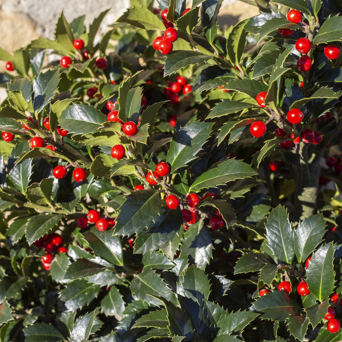 Haagplanten - Ilex Blue maid- blad groen - 8 planten - 1 strekkende meter - groenblijvend - pot 9cm hoogte 25-30cm